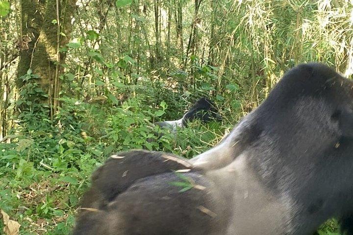 ボルケーノ国立公園マウンテンゴリラトレッキングへの送迎