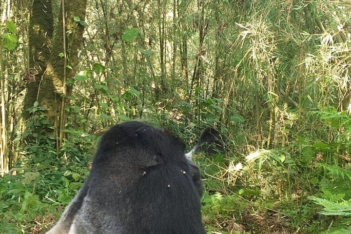 ボルケーノ国立公園マウンテンゴリラトレッキングへの送迎