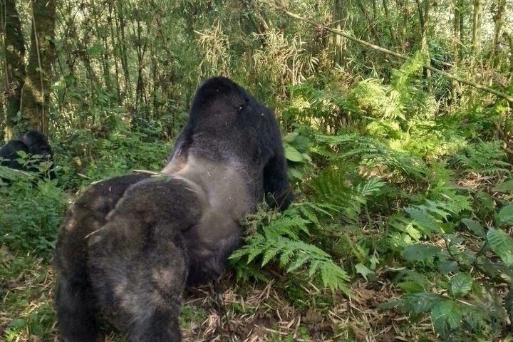 ボルケーノ国立公園マウンテンゴリラトレッキングへの送迎