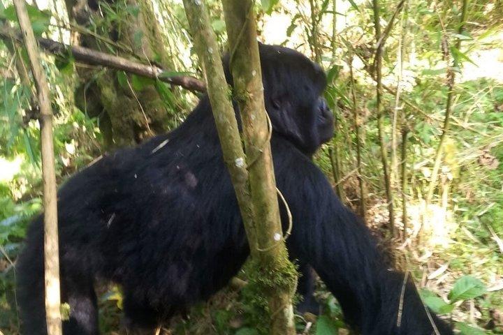 ボルケーノ国立公園マウンテンゴリラトレッキングへの送迎