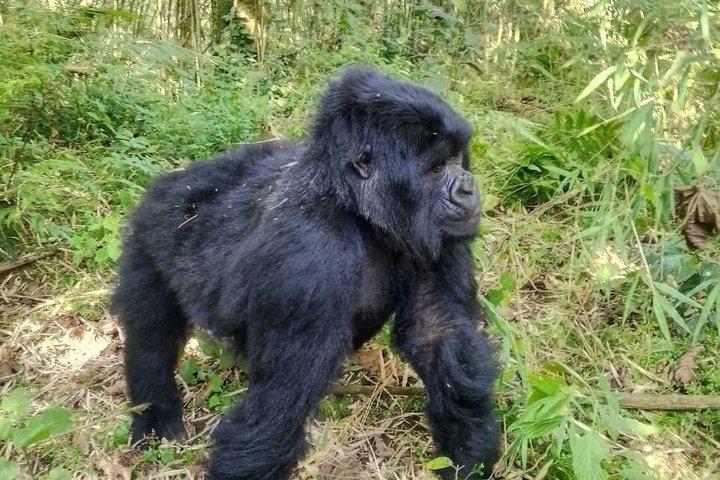 ボルケーノ国立公園マウンテンゴリラトレッキングへの送迎
