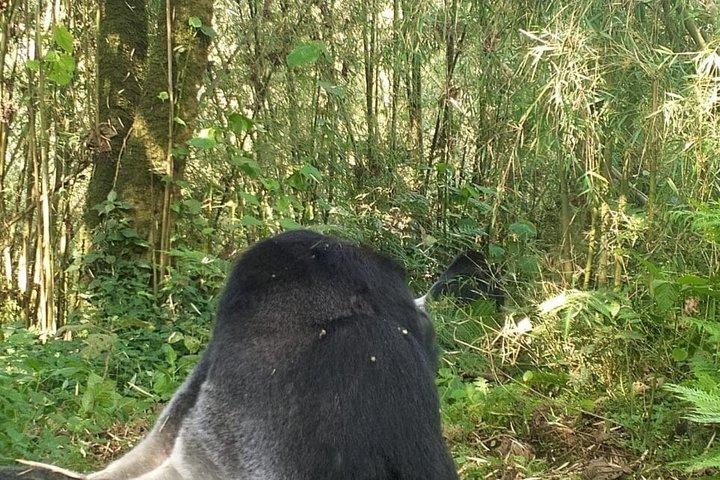 ボルケーノ国立公園マウンテンゴリラトレッキングへの送迎