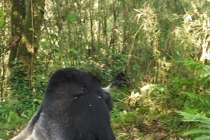 ボルケーノ国立公園マウンテンゴリラトレッキングへの送迎