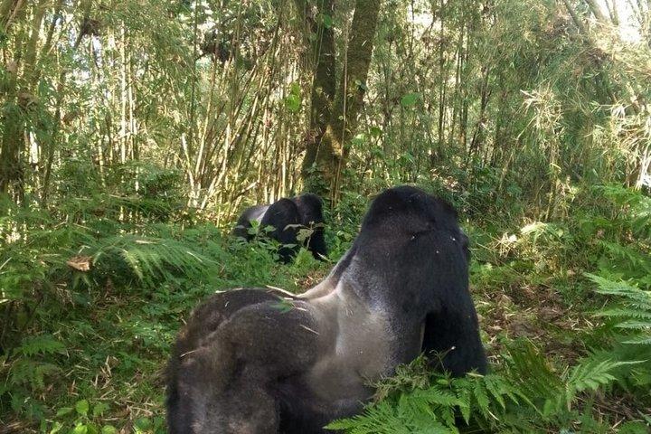 ボルケーノ国立公園マウンテンゴリラトレッキングへの送迎