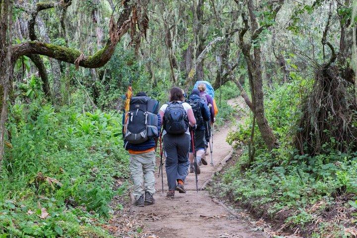 Caminhada de um dia no Monte Kilimanjaro
