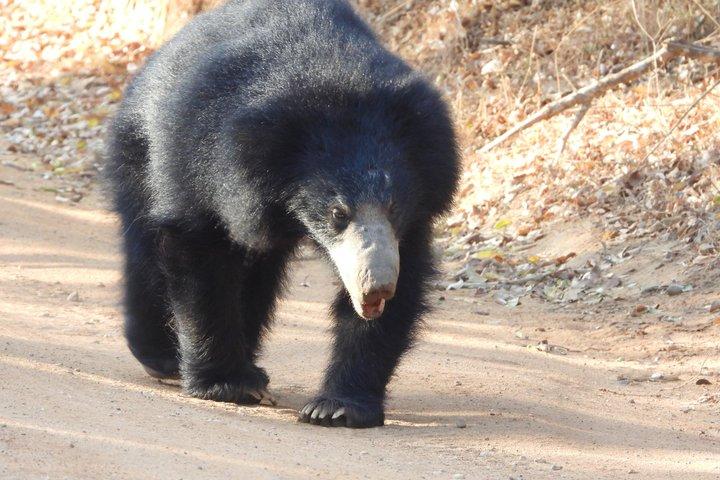 YALA野生動物サファリツアー ブロック5＆6（ルヌガムウェヘラ＆ウェヘラガラ）