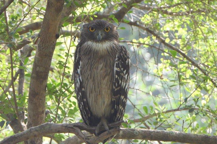 YALA野生動物サファリツアー ブロック5＆6（ルヌガムウェヘラ＆ウェヘラガラ）