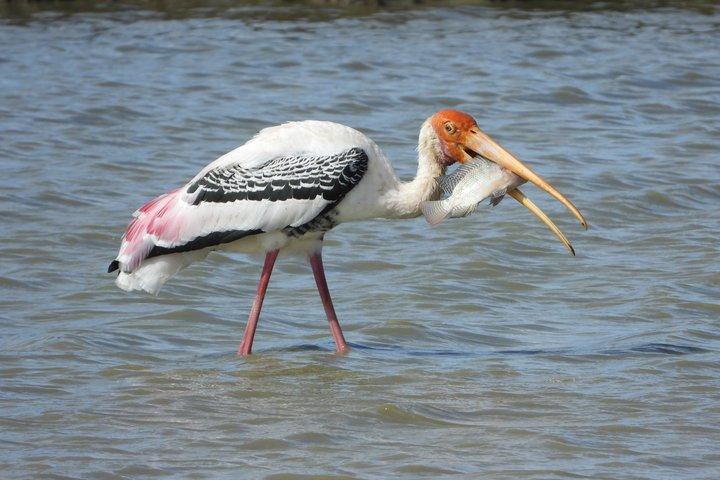 YALA野生動物サファリツアー ブロック5＆6（ルヌガムウェヘラ＆ウェヘラガラ）
