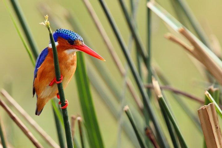 1日間のマバンバ・シュービル探鳥ツアー 珍しい鳥を観察しよう