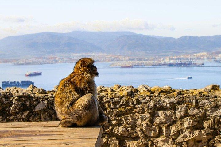 マラガ発ジブラルタル日帰り旅行：パノラマツアーと自由時間