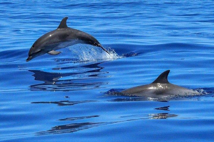 ハルガダ ドルフィンハウス シュノーケリング＆イルカとの水泳クルーズ
