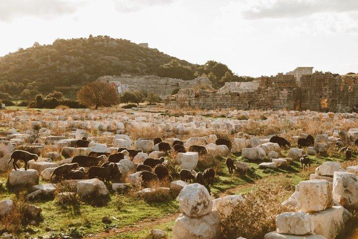 Troy Full-Day Tour from Istanbul with Lunch and Guided Visit
