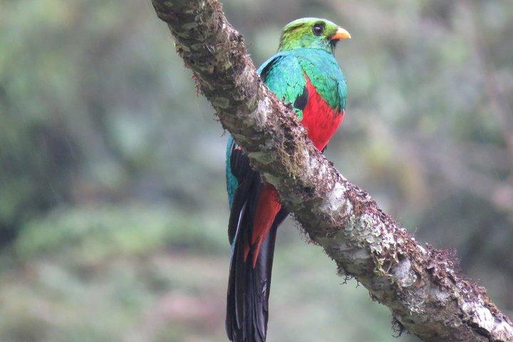 Fra Cusco tur til Manu Nationalpark i 4 dage