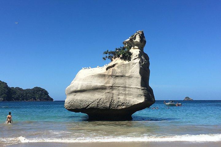 オークランド発プライベート・キャテドラルコーブ&ホットウォータービーチ日帰り旅行