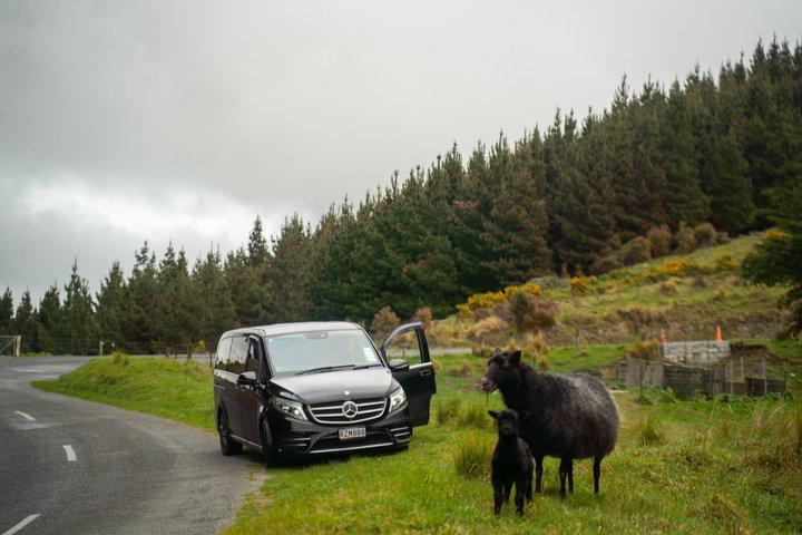 Akaroa Luxury Experience with Alpaca Farm and Dolphin Watching
