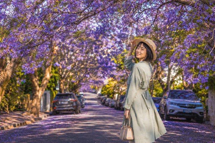 Jacaranda Spring Blossom, Taronga and City Tour from Sydney
