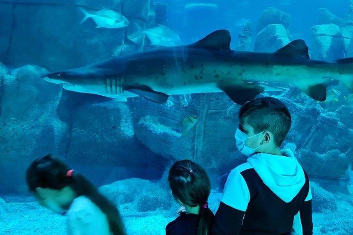 Biljett till Istanbul Aquarium med buss från Sultanahmet
