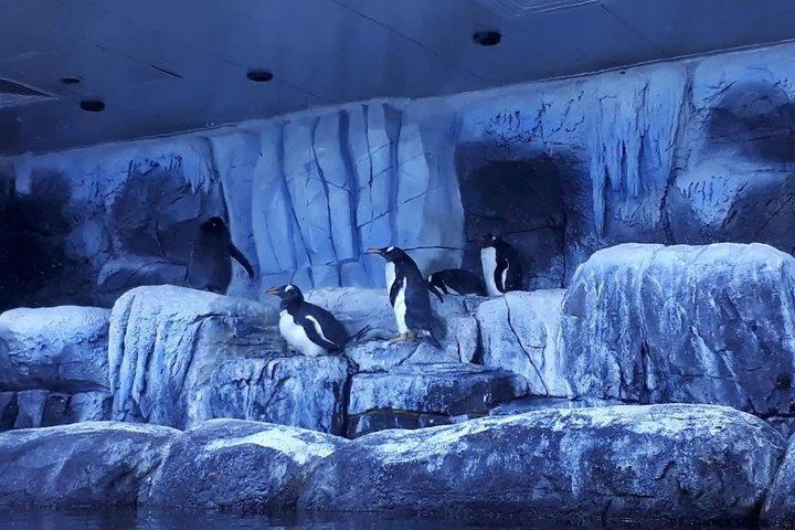 スルタンアフメト発シャトルバス付きイスタンブール水族館チケット