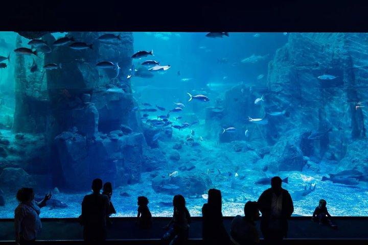 スルタンアフメト発シャトルバス付きイスタンブール水族館チケット