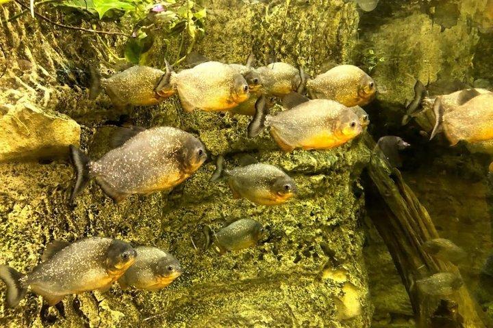 スルタンアフメト発シャトルバス付きイスタンブール水族館チケット