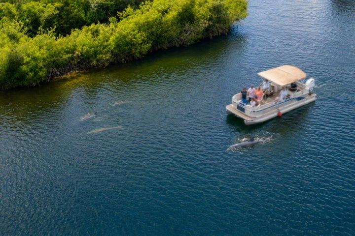 ココビーチおよびポートカナベラル近郊のイルカとマナティーボートツアー