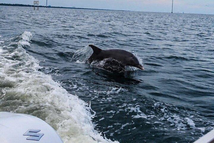 ココビーチおよびポートカナベラル近郊のイルカとマナティーボートツアー
