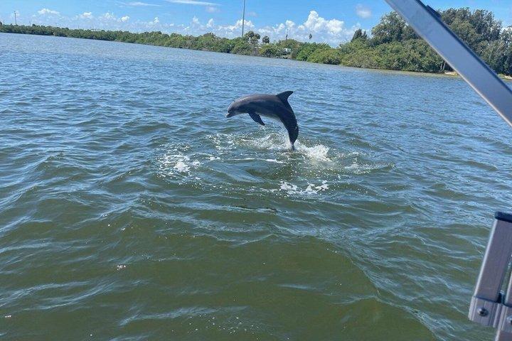 ココビーチおよびポートカナベラル近郊のイルカとマナティーボートツアー