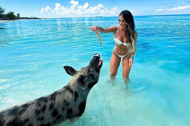 Swimming Pigs Of Rose Island Water Taxi & Turtle Viewing Nassau