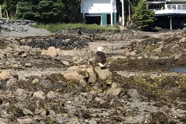Ketchikan E-Bike Rentals Explore at Your Own Pace
