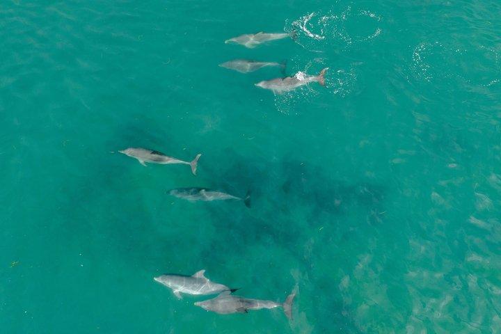 マンデューラ・ドルフィンズ、ジャイアンツ、夕焼けとパーズからの星空観察