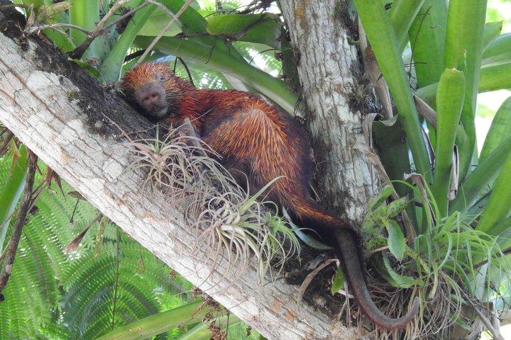 Guided tour in Carara National Park