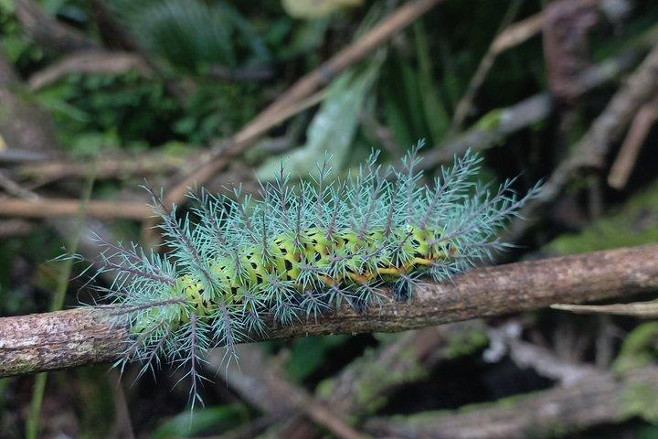 Guided tour in Carara National Park
