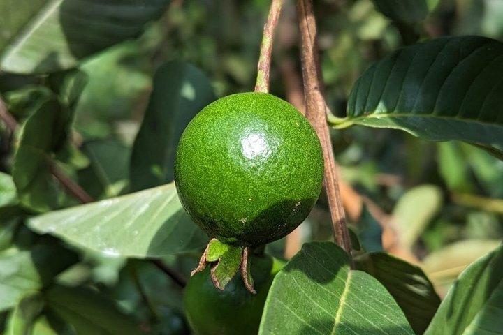 ザンジバル伝統料理教室とスパイスファーム
