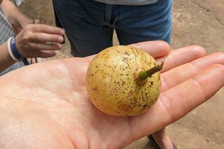 ザンジバル伝統料理教室とスパイスファーム