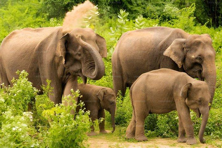 ウダワラウェのヤラ国立公園サファリ