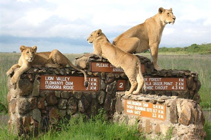 8日間のケニア野生動物サファリ＆ビーチ休暇