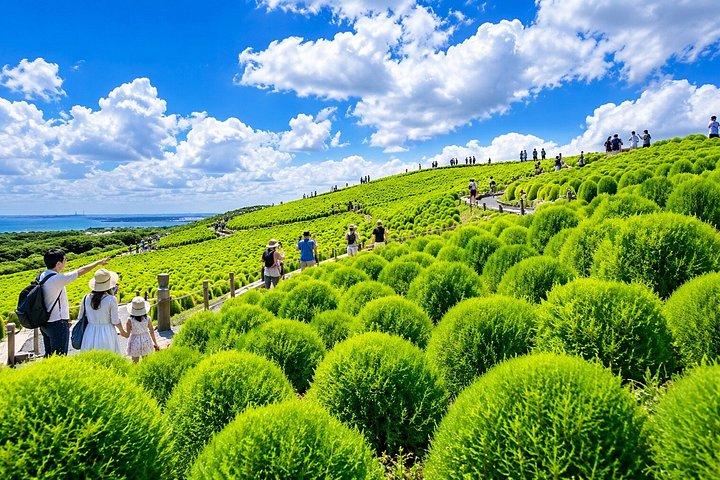 茨城：日立海浜公園＆メンタイパーク日帰り旅行