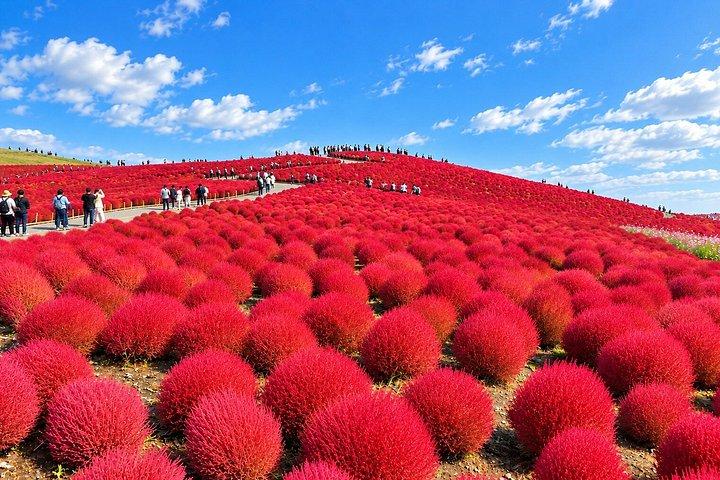 Ibaraki: Passeio de um dia para Kochia Hill no Hitachi Seaside & Mentai Park