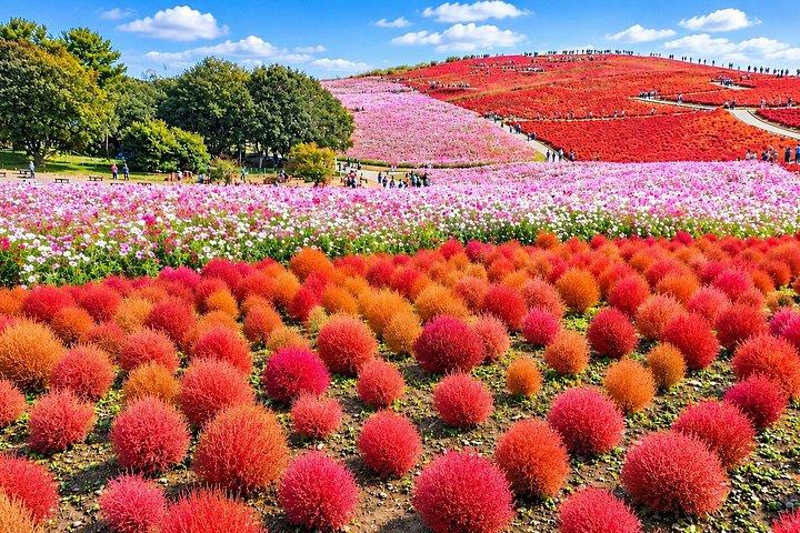 茨城：日立海浜公園＆メンタイパーク日帰り旅行