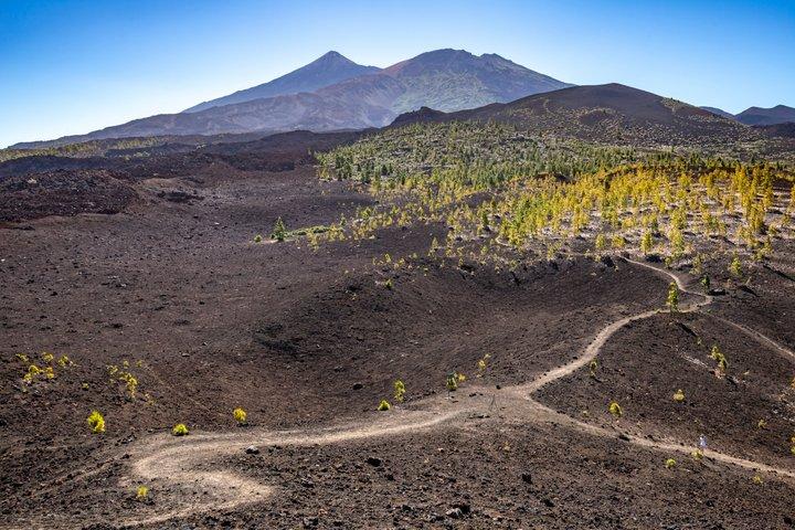 テネリフェのハイライト：港からのピックアップ付きの景勝地巡り
