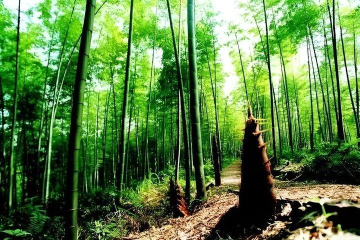 上海のしゃがむ虎竹林と白茶旅行
