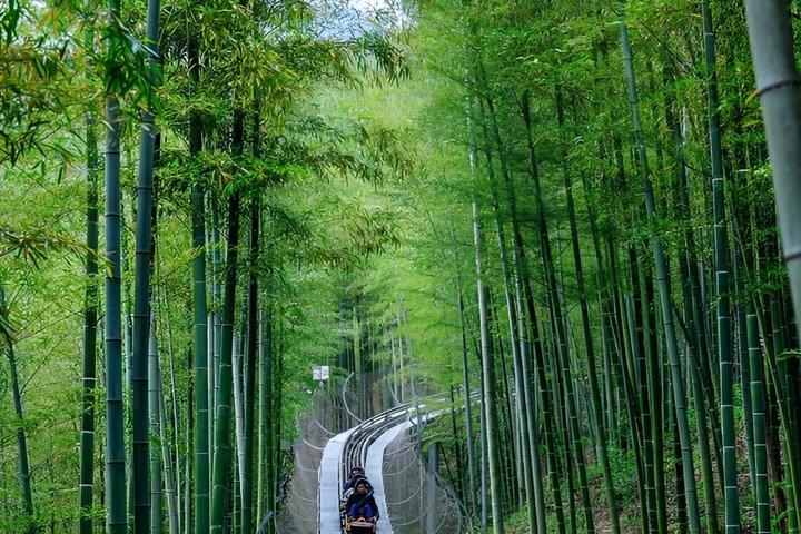 上海のしゃがむ虎竹林と白茶旅行