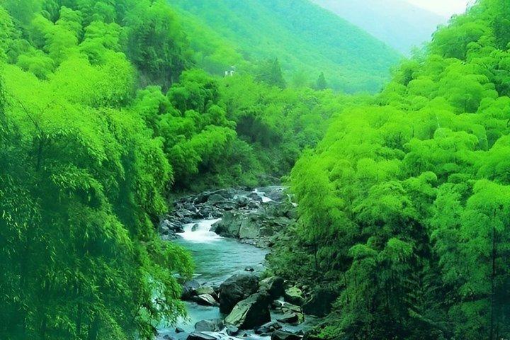 上海のしゃがむ虎竹林と白茶旅行
