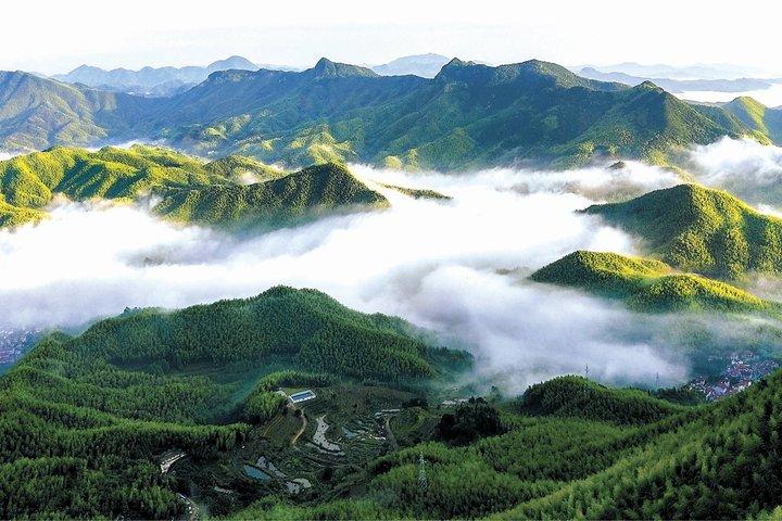 上海のしゃがむ虎竹林と白茶旅行