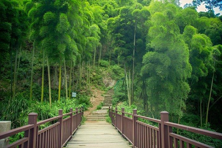 上海のしゃがむ虎竹林と白茶旅行
