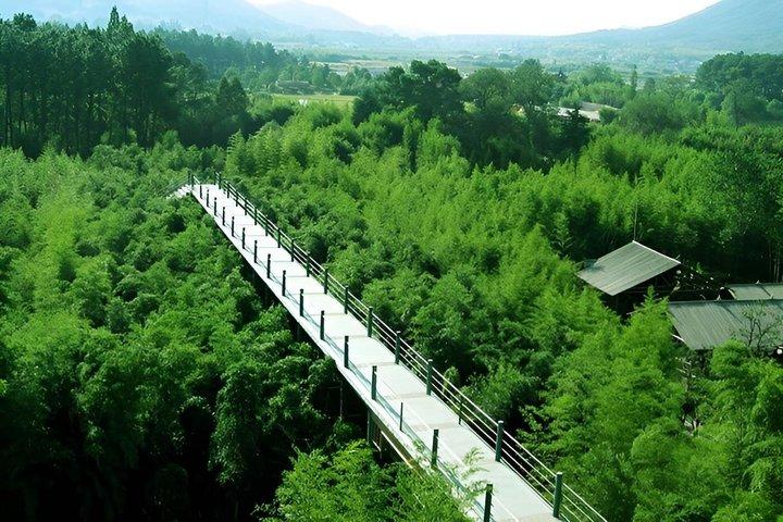 上海のしゃがむ虎竹林と白茶旅行