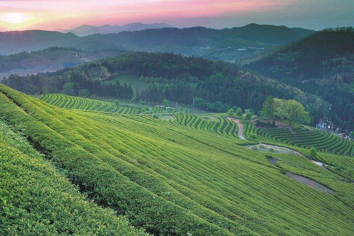 上海のしゃがむ虎竹林と白茶旅行