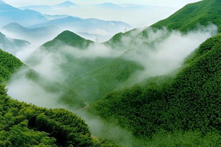 上海のしゃがむ虎竹林と白茶旅行
