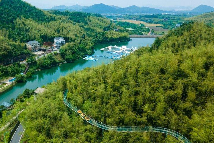 上海のしゃがむ虎竹林と白茶旅行
