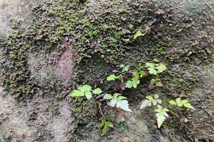 チェンマイアドベンチャーブアトーン粘り強い滝